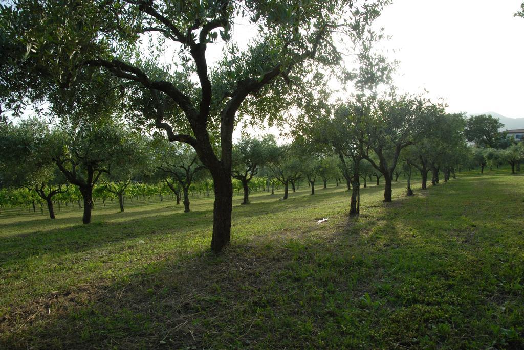 Tenuta Torellone San Potito Sannitico Dış mekan fotoğraf
